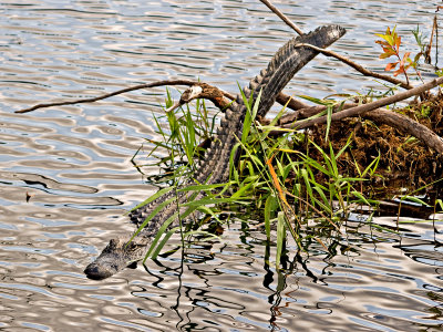 An Everglades Gator