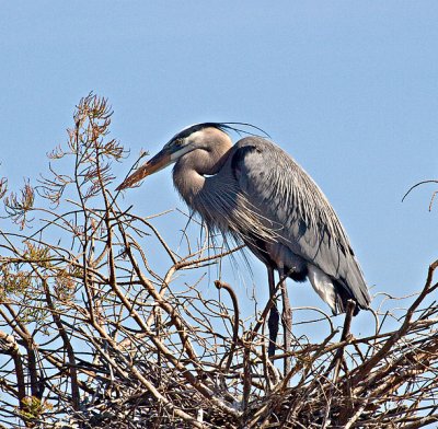 A nesting Great Blue Heron