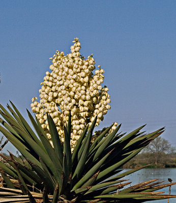 A Texas Yucca plant in full bloom