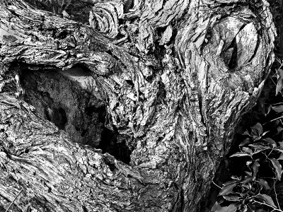 A gnarled  tree trunk.