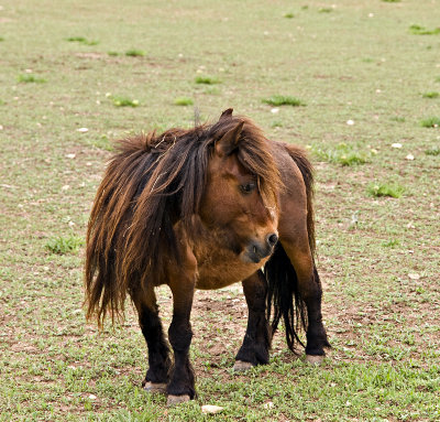 The minature shetland pony