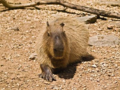 The Capybara, the worlds largest rodent