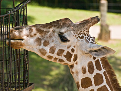 A fine looking giraffe