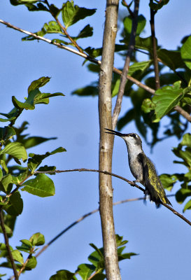 A hummer at rest