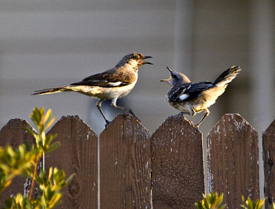 A  squawking mockingbird