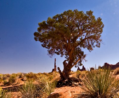 A desert tree with Totem Pole rock in the background 