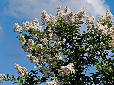 Crepe  Myrtle tree blossoms