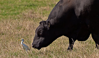 The Bull and the Bird