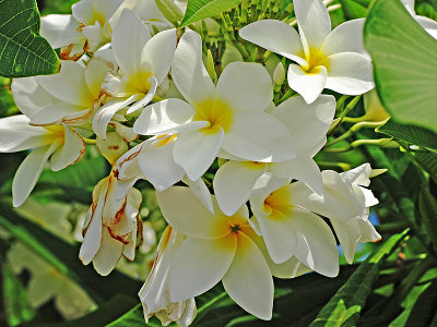The Wild Jasmine (Frangiponi, Plumeria)