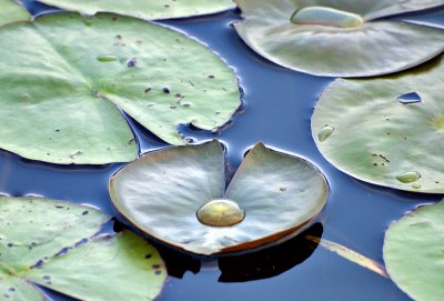 The pond lily