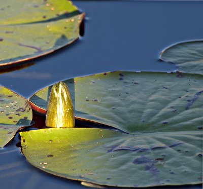 An unopened water lily