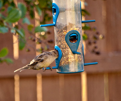 I lost my head over a little birdseed