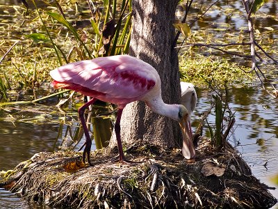 The Roseate Spoonbill