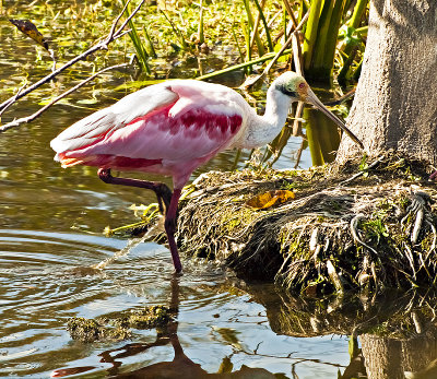 Spoonbill