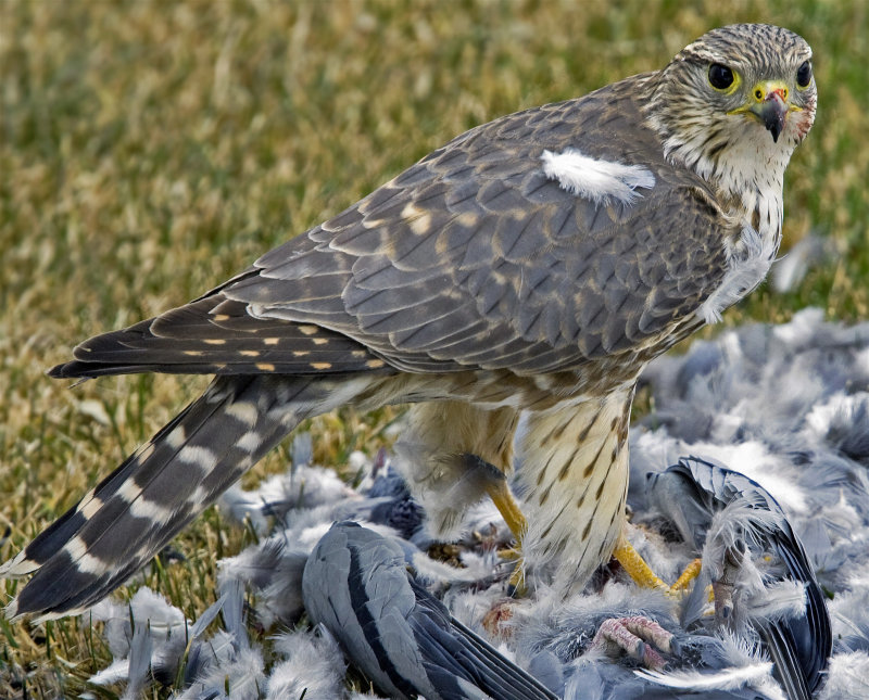 Peregrine Falcon