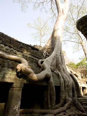Ta Prohm - giant tree root