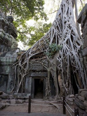 Ta Prohm - Tomb Raider tree