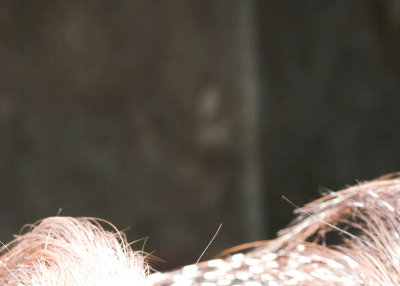 317275_crop max NR.jpg