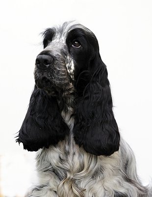 Cocker Spaniel, Terriles Testabella