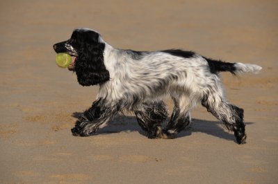 I'll bring it, you throw it