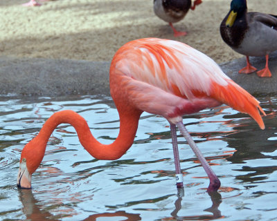 San Diego Zoo 033.jpg