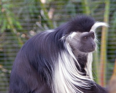 San Diego Zoo 041.jpg