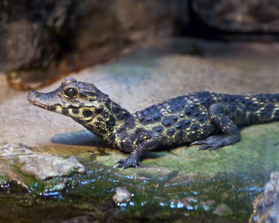 San Diego Zoo 044.jpg