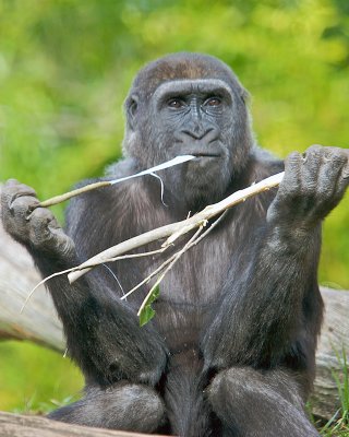 San Diego Zoo 066.jpg