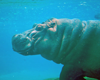 San Diego Zoo 068.jpg