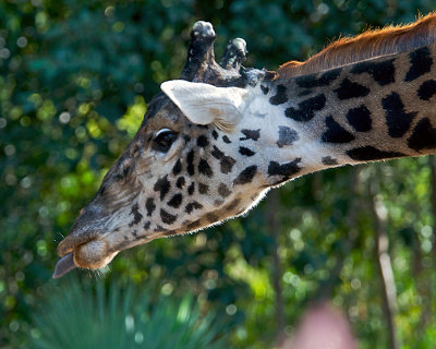 San Diego Zoo 108.jpg