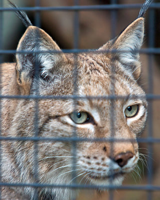 San Diego Zoo 124.jpg