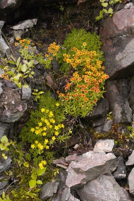 Arctic flowers