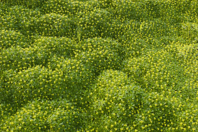 Arctic-alpine botanic garden