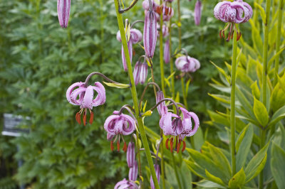 Arctic-alpine botanic garden