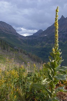 Going up to Logan Pass