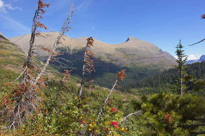 Iceberg Lake Trail