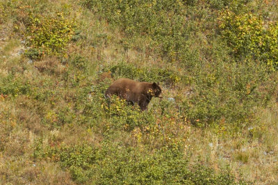 Grizzly
