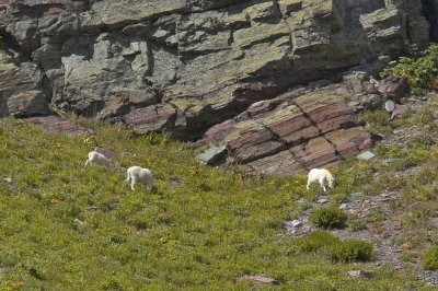 Cataract Creek - Mountain goats