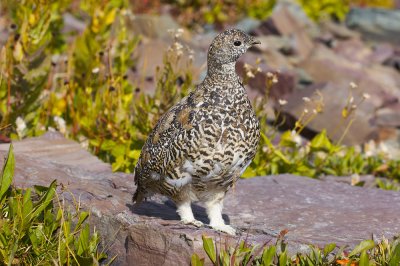 Ptarmigan