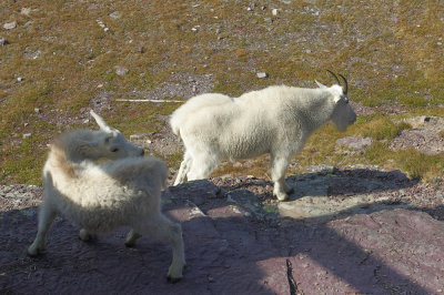 Mountain goats