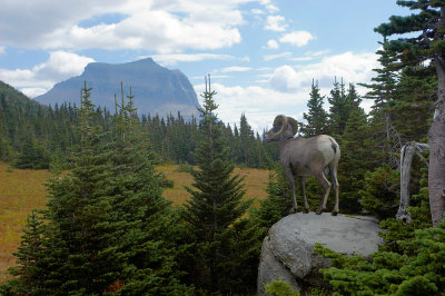 Bighorn Sheep