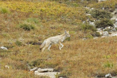 Coyote
