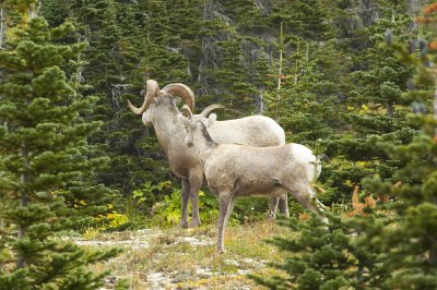 Bighorn Sheep