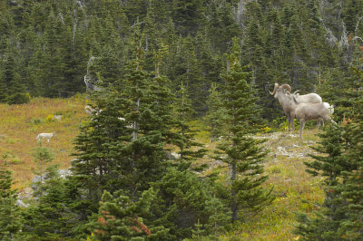 Coyote & Bighorn Sheep