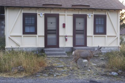 Early morning visitor