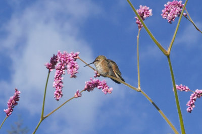 Belknap Hot Springs garden - humming bird