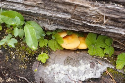 Hidden mushrooms