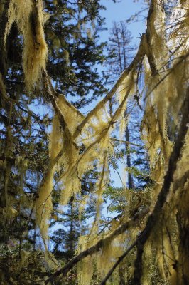 Obsidian Falls trail - lichen