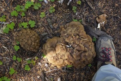 Obsidian Falls trail - giant mushrooms