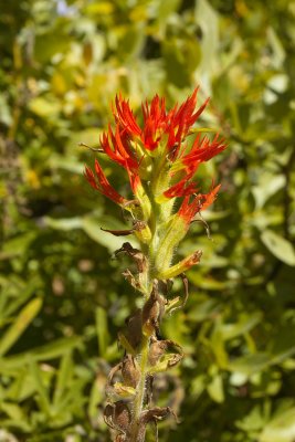 Obsidian Falls trail - Indian Paintbrush